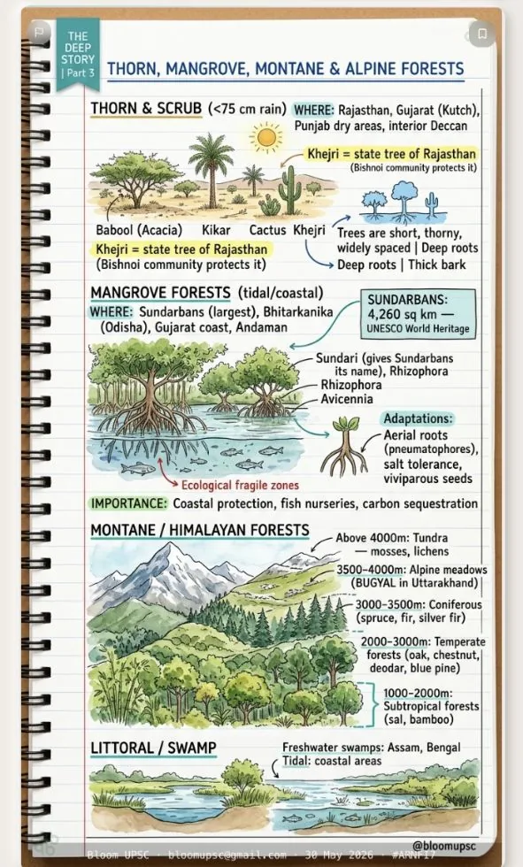 BLOOM illustrated note on Mangroves & climate resilience (Environment) — taught before UPSC Prelims 2026, same method as the APPSC series